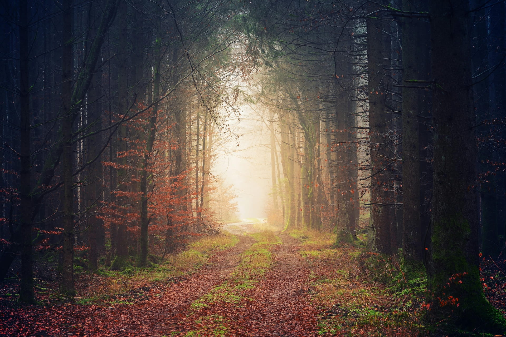 A quiet forest path leading into soft light, symbolising reflection, safety, and the therapeutic journey.